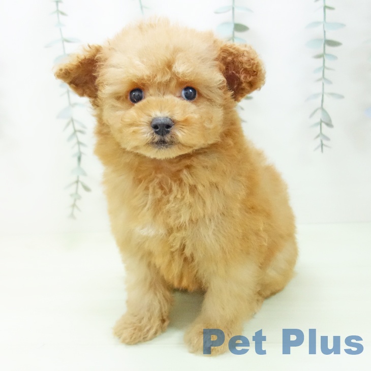 トイ・プードルの写真2