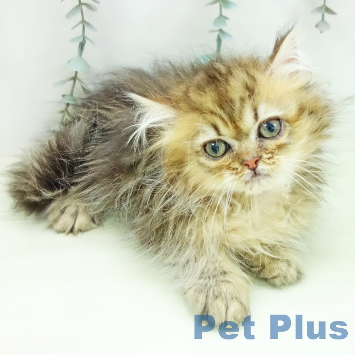 ペルシャの写真2