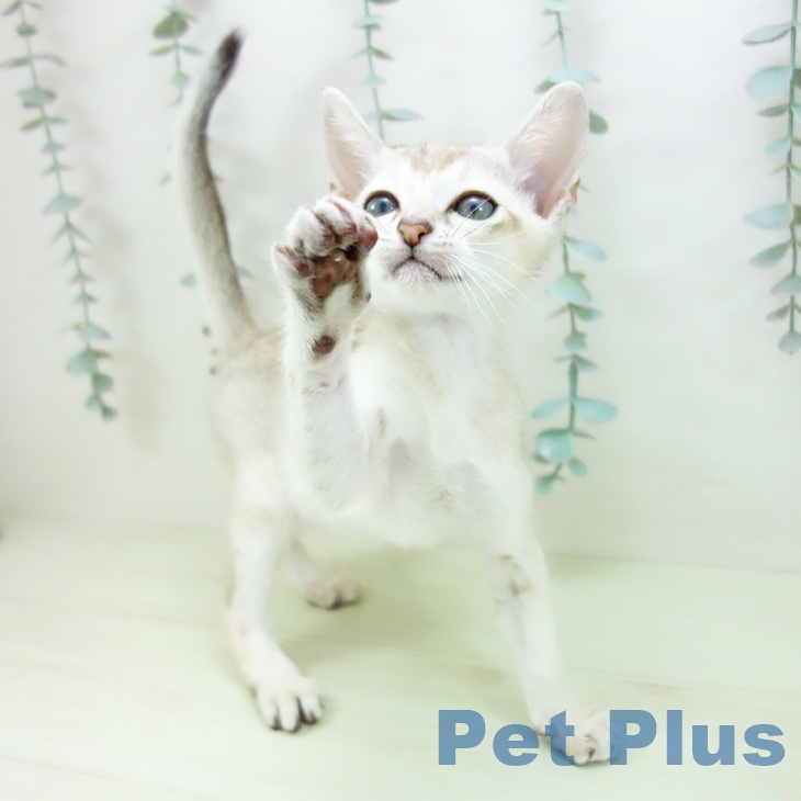 シンガプーラの写真2