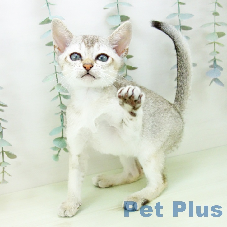 シンガプーラの写真2