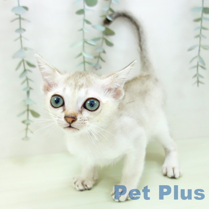 シンガプーラの写真2