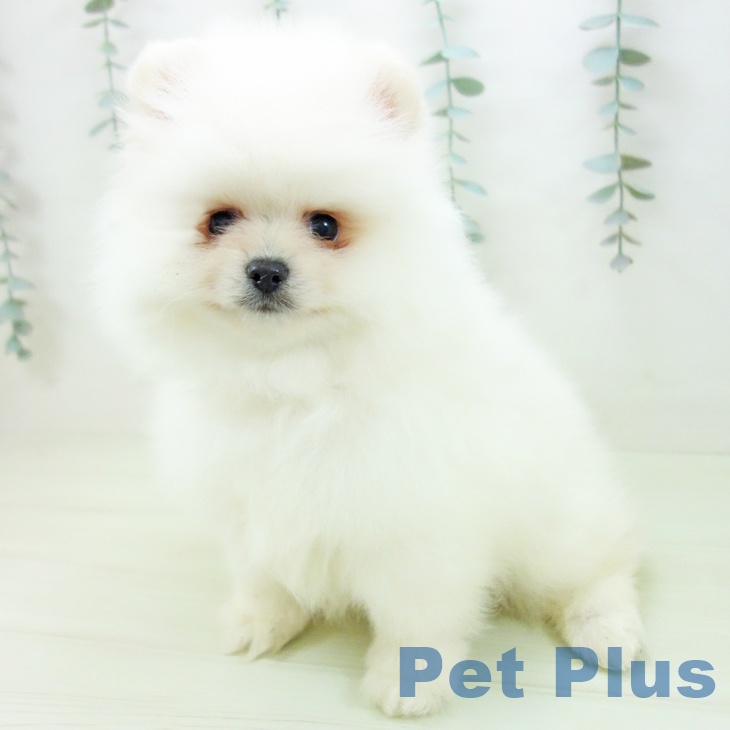 ポメラニアンの写真2