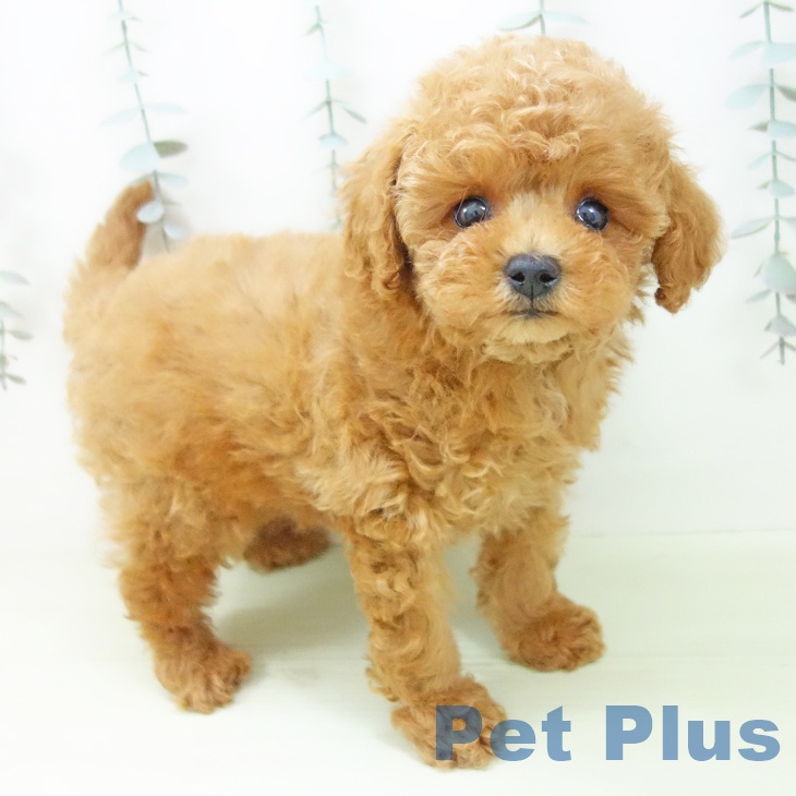 トイ・プードル