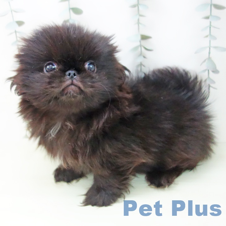 ペキニーズの写真2