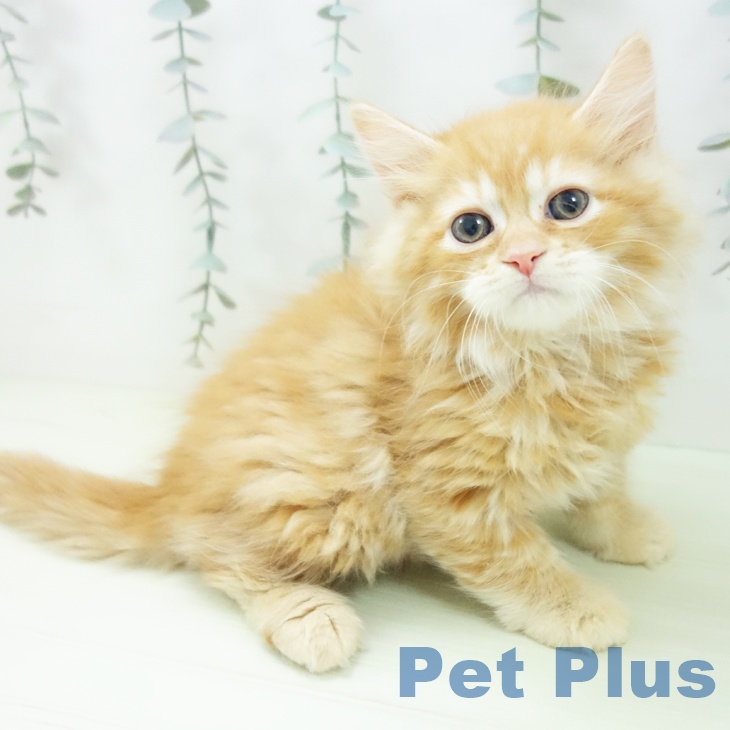 ラガマフィンの写真2