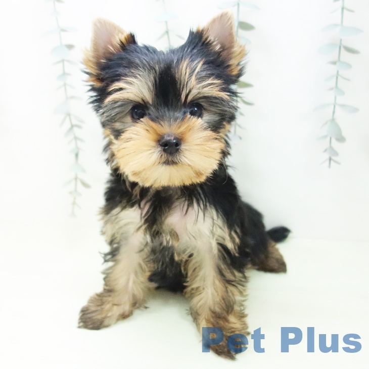 ヨークシャー・テリア