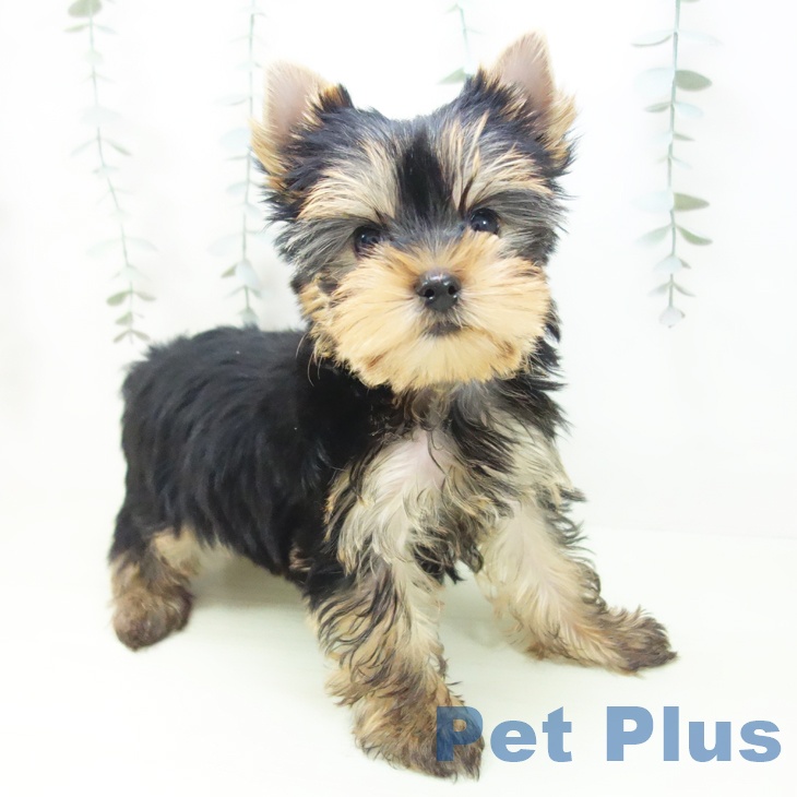 ヨークシャー・テリア