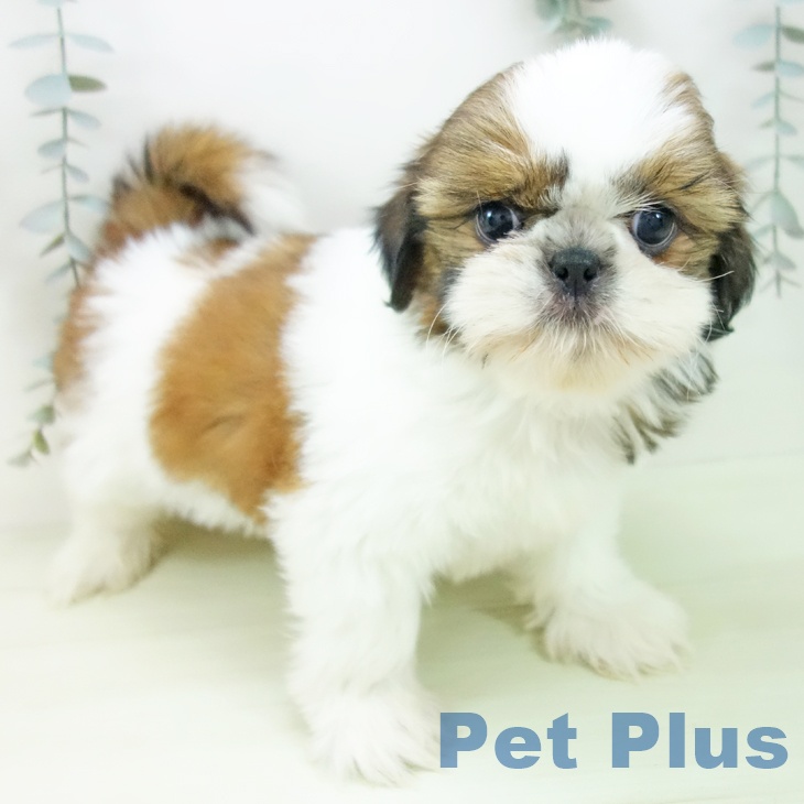 シー・ズーの写真2