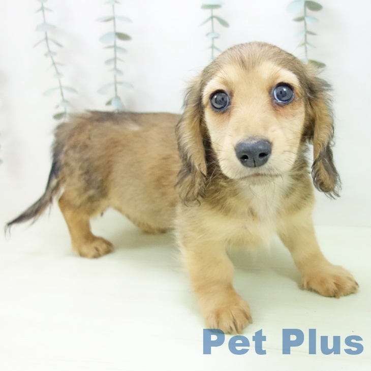 ミニチュア・ダックスフンドの写真2