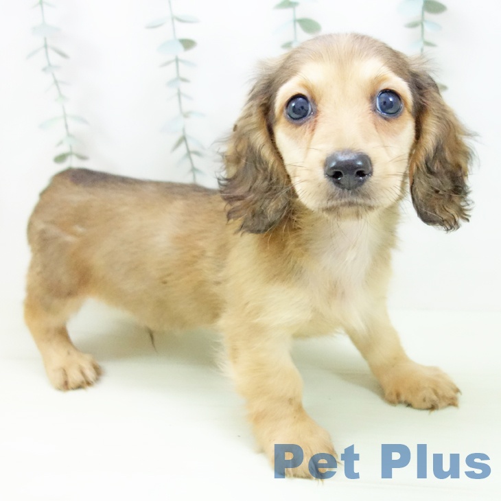 ミニチュア・ダックスフンド