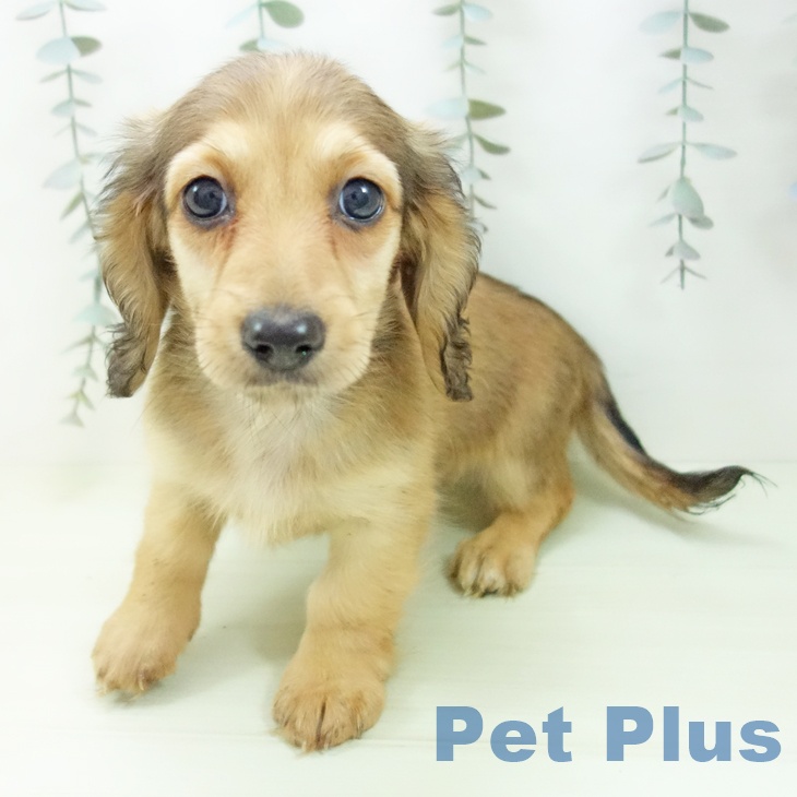 ミニチュア・ダックスフンドの写真2