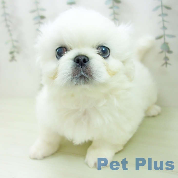 ペキニーズの写真2
