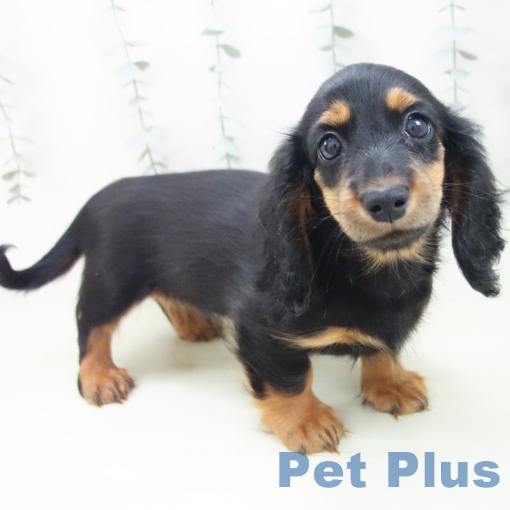 ミニチュア・ダックスフンド