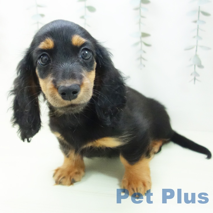 ミニチュア・ダックスフンド