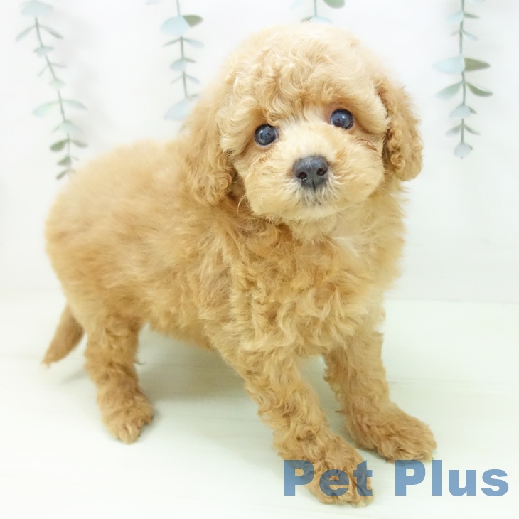 トイ・プードル