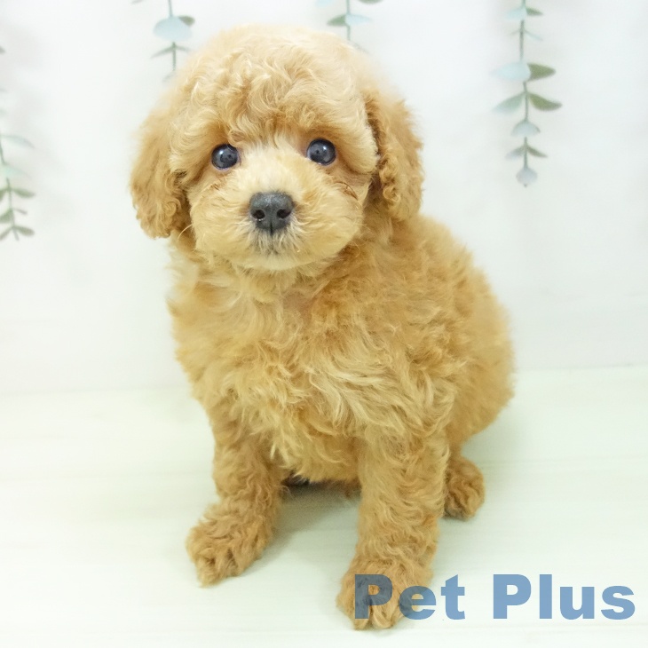 トイ・プードル