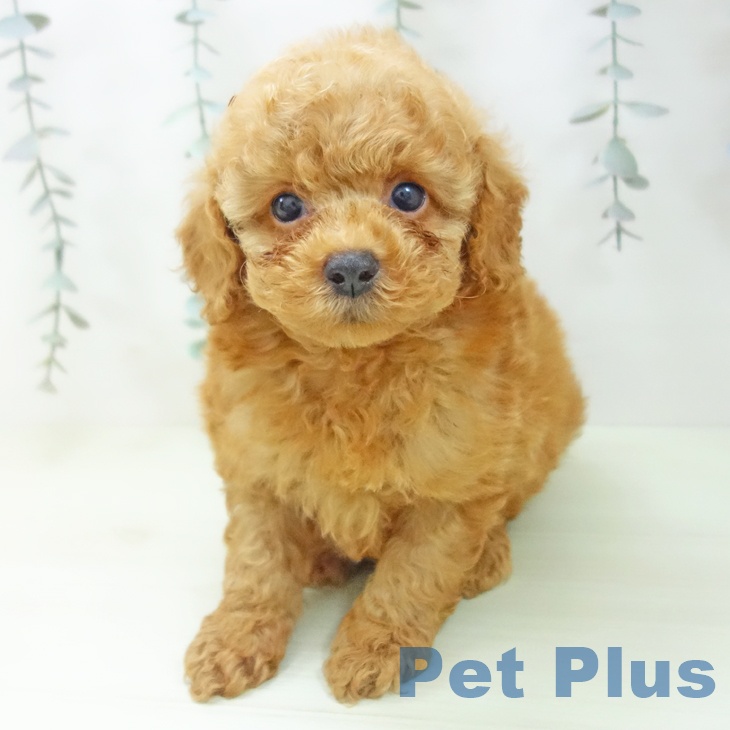 トイ・プードル