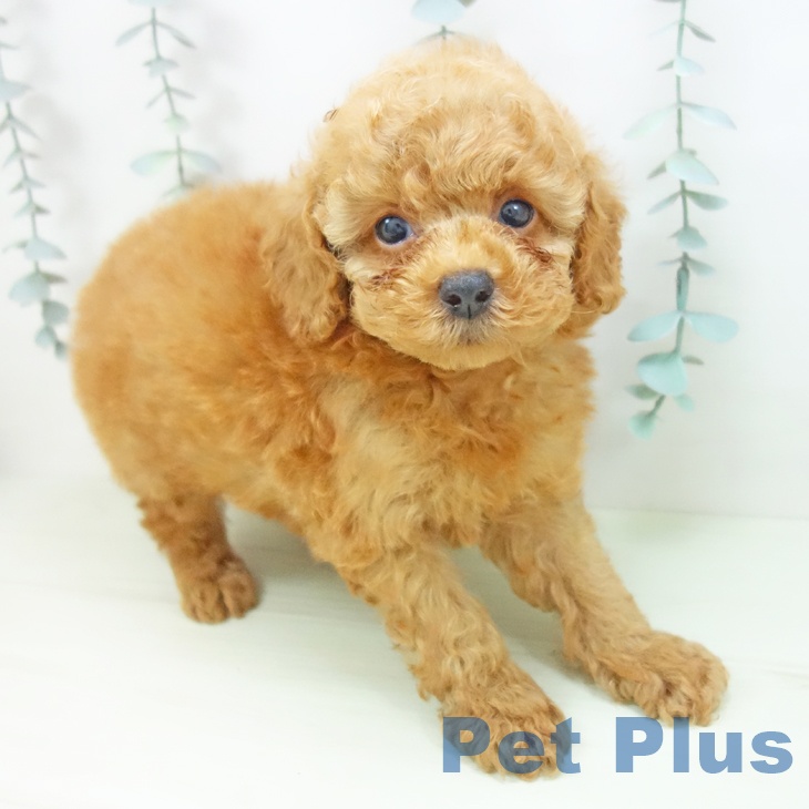 トイ・プードルの写真2