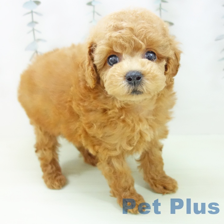 トイ・プードル