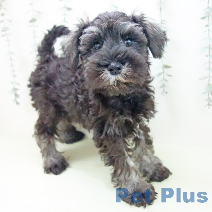 ミニチュア・シュナウザー