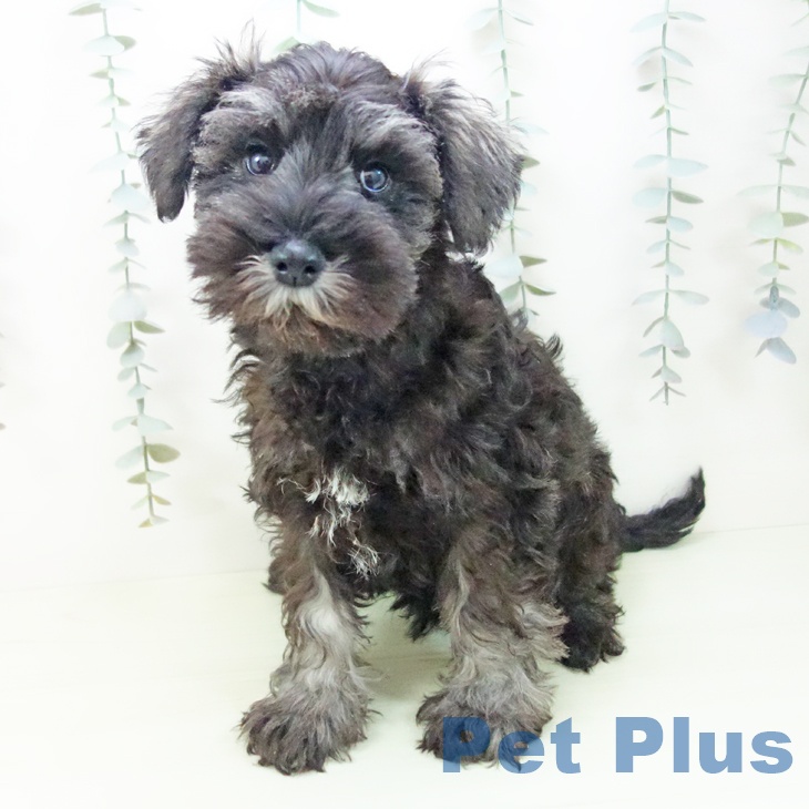 ミニチュア・シュナウザーの写真2