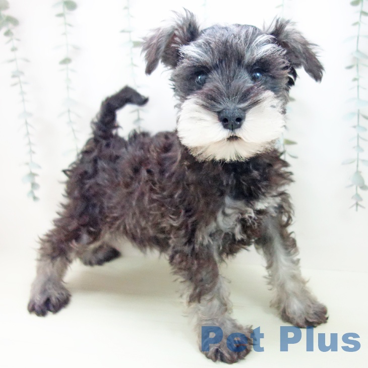 ミニチュア・シュナウザー