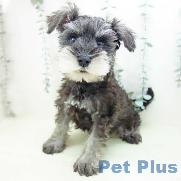 ミニチュア・シュナウザーの写真2