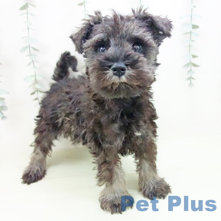 ミニチュア・シュナウザー