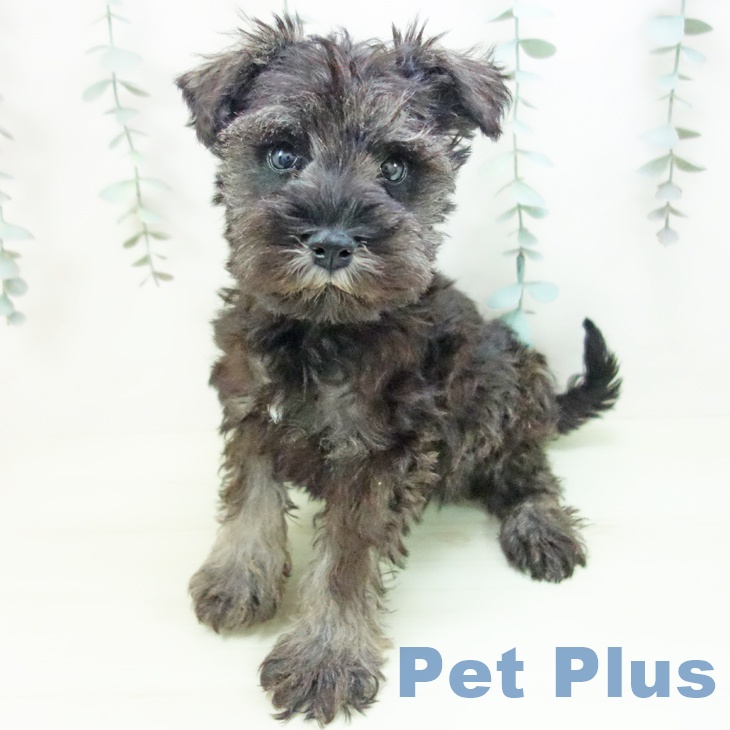 ミニチュア・シュナウザーの写真2