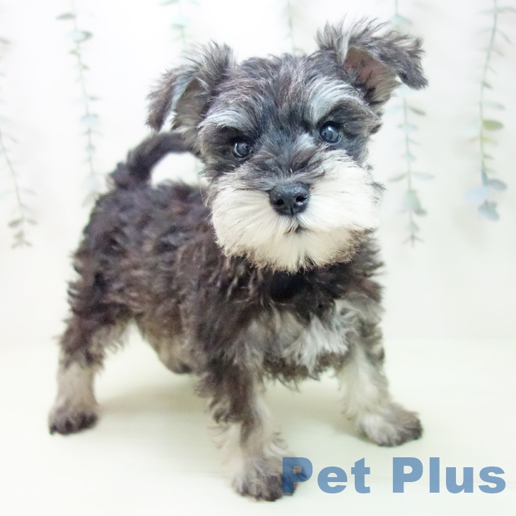 ミニチュア・シュナウザー