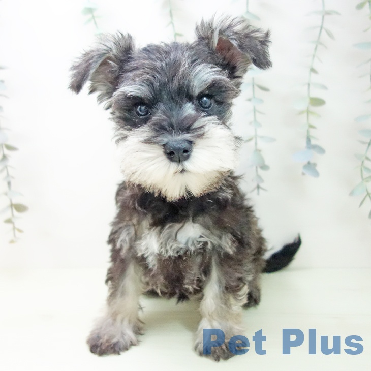 ミニチュア・シュナウザーの写真2