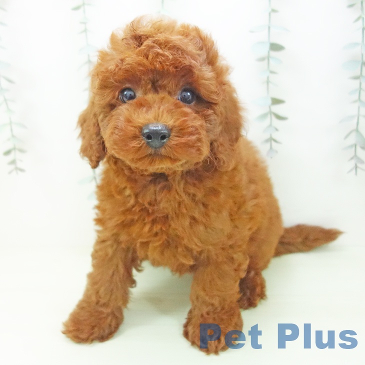 トイ・プードルの写真2