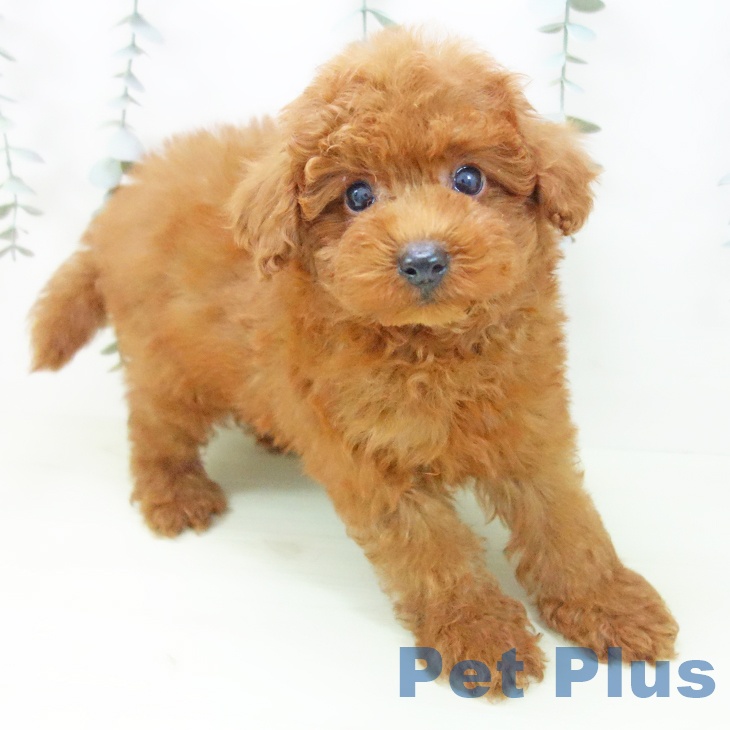 トイ・プードル