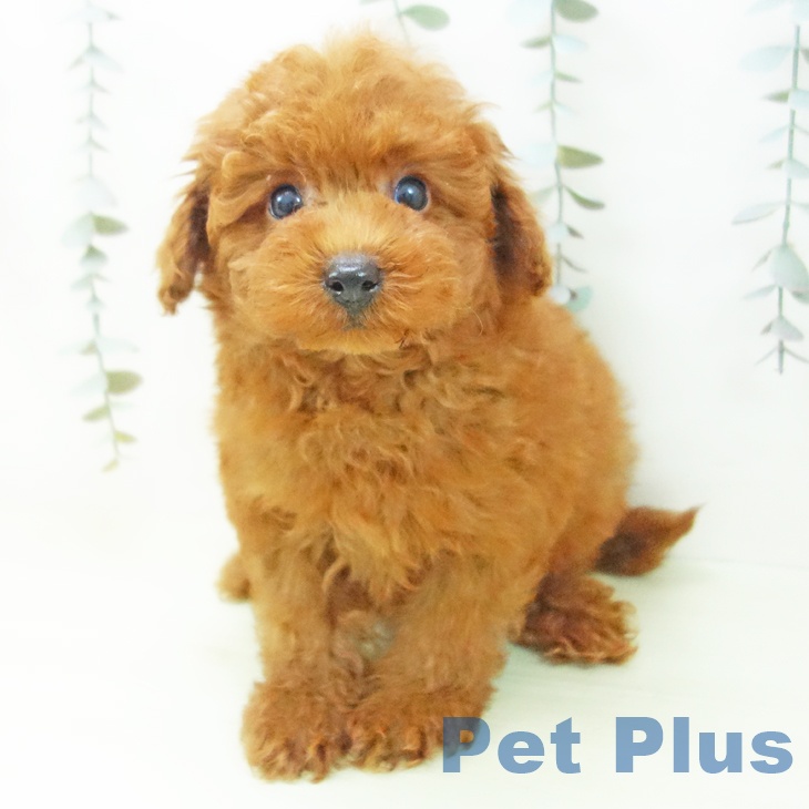 トイ・プードルの写真2