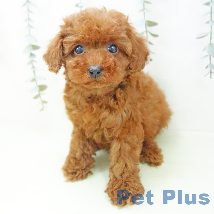 トイ・プードル