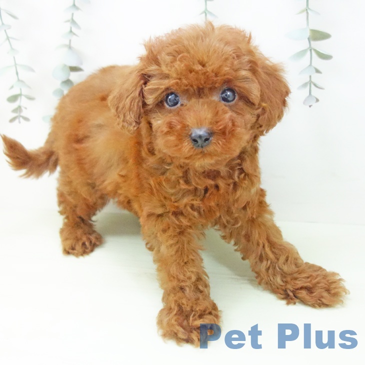 トイ・プードルの写真2