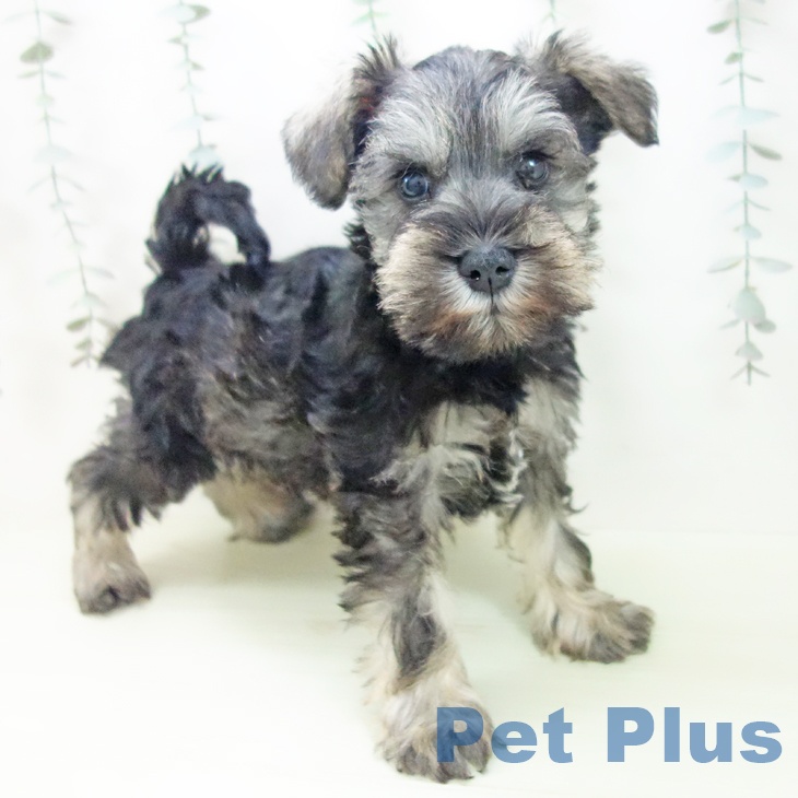 ミニチュア・シュナウザー