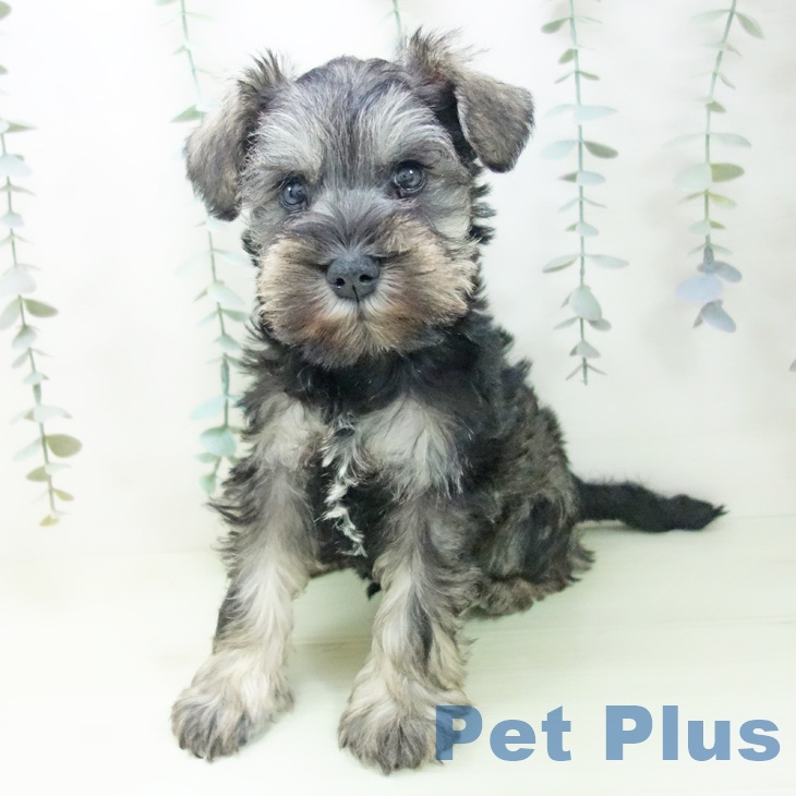 ミニチュア・シュナウザー