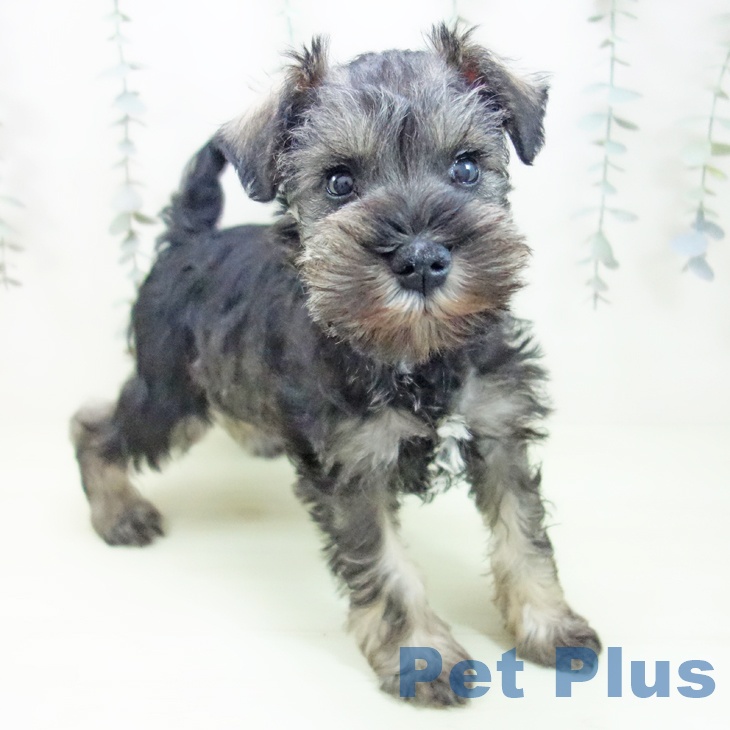 ミニチュア・シュナウザー