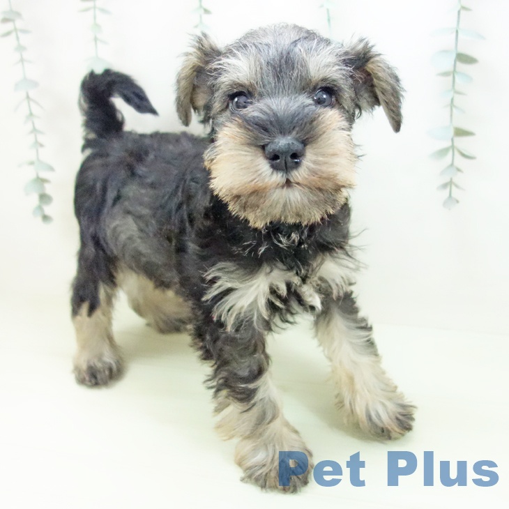 ミニチュア・シュナウザー