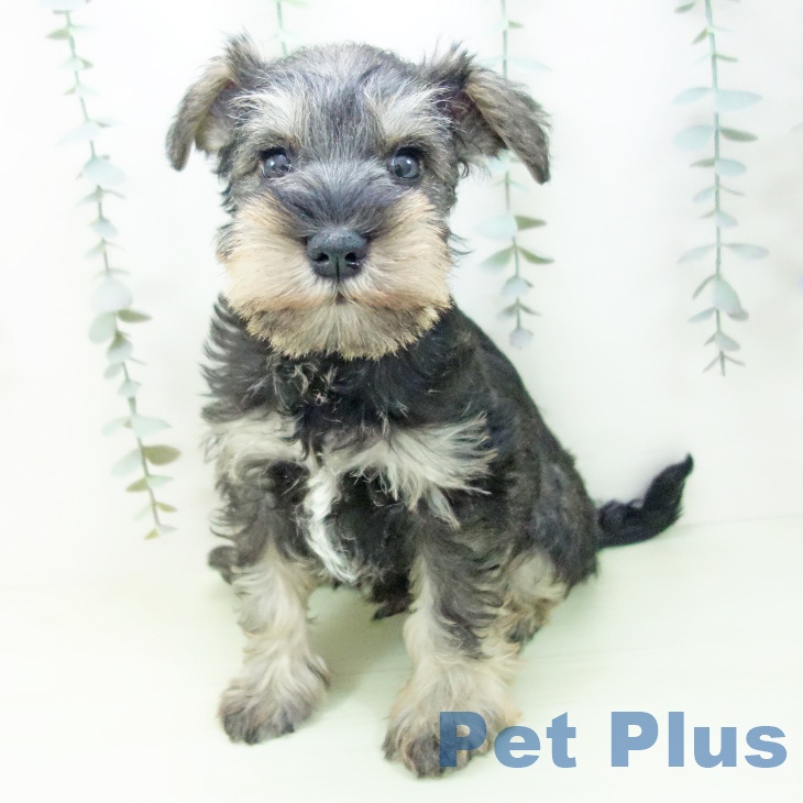 ミニチュア・シュナウザーの写真2