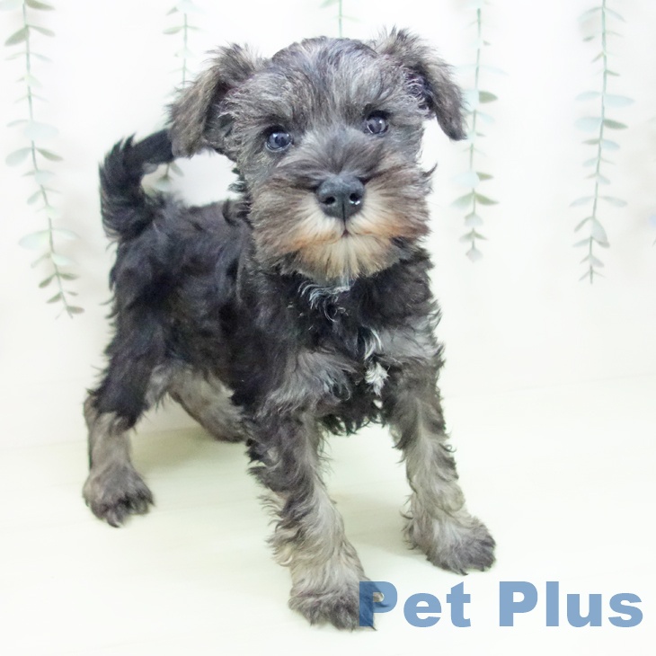 ミニチュア・シュナウザー