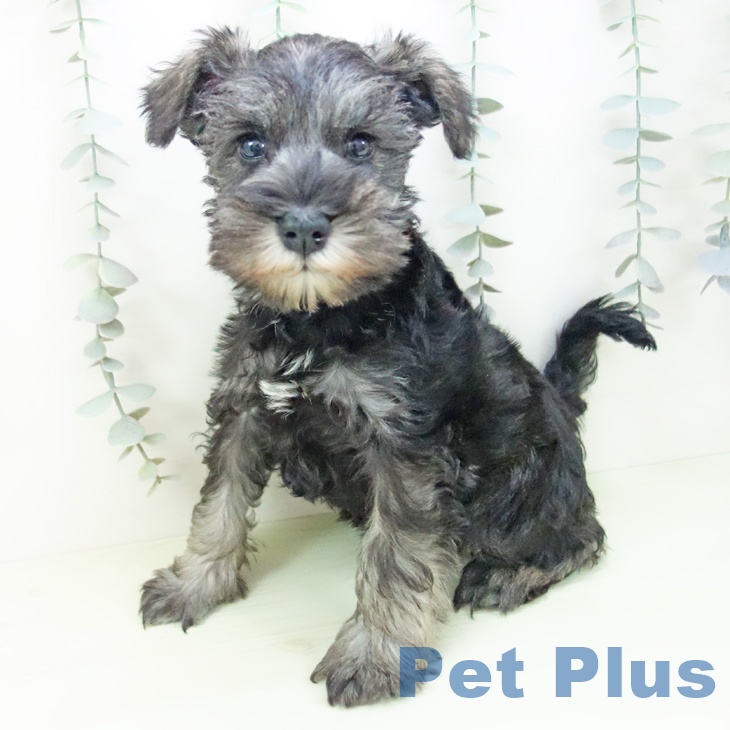 ミニチュア・シュナウザーの写真2