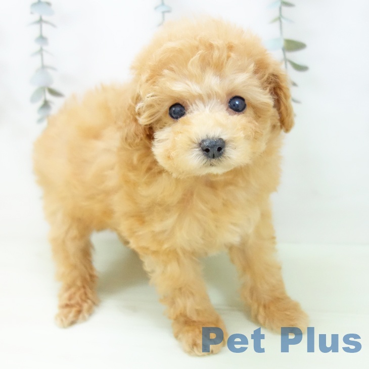 トイ・プードル