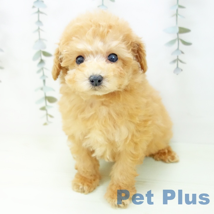 トイ・プードル