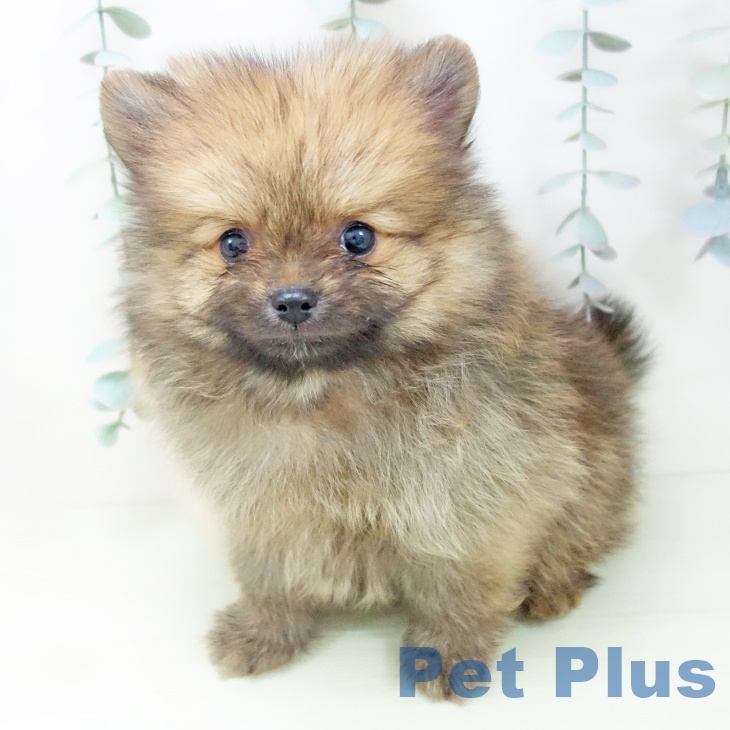 ポメラニアンの写真2