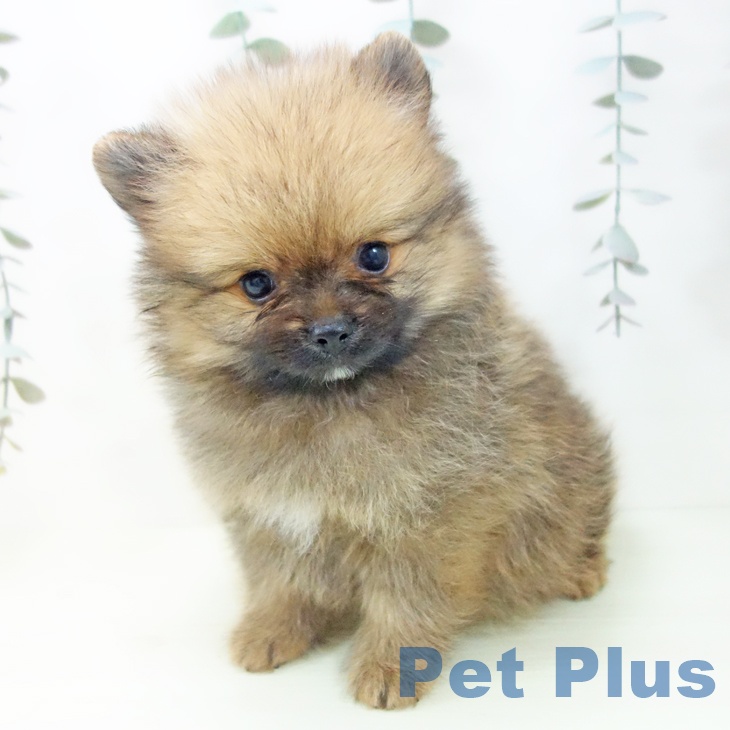ポメラニアンの写真2