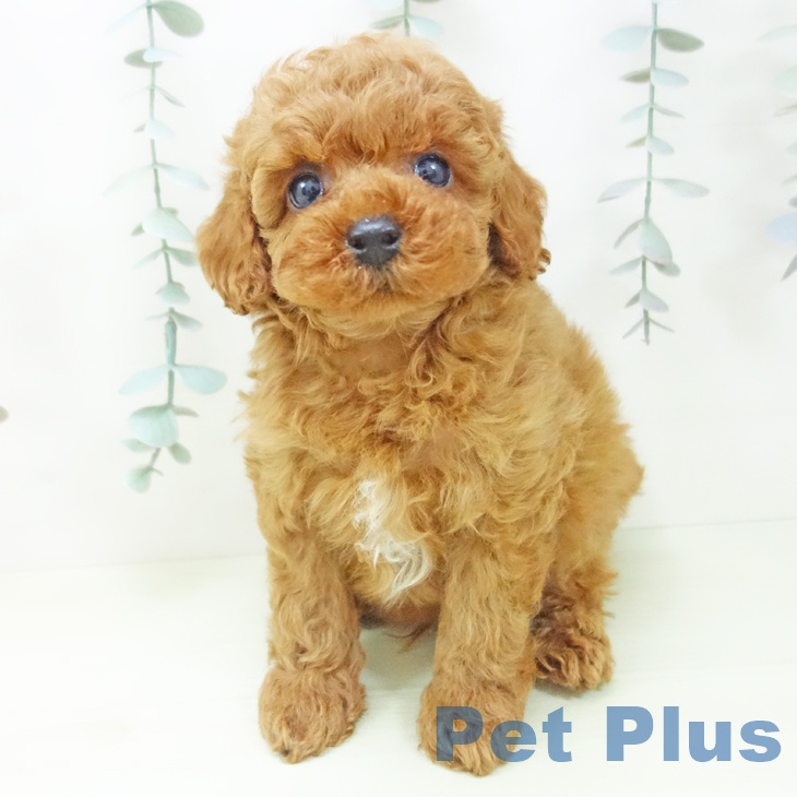 トイ・プードル