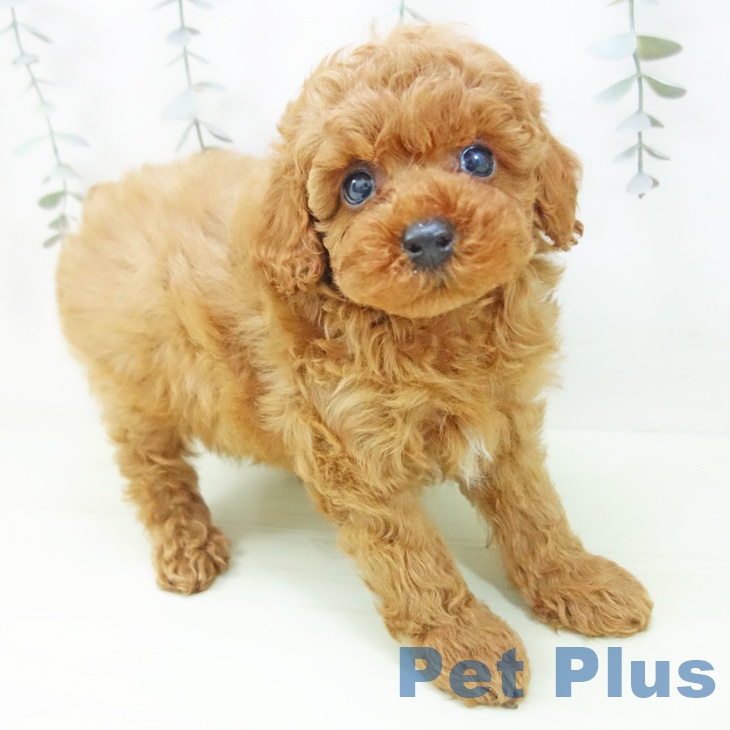 トイ・プードル