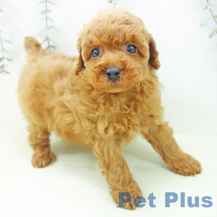 トイ・プードル